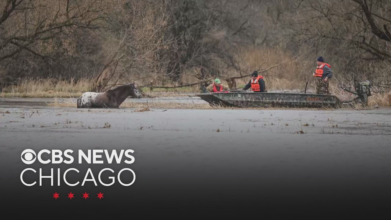 Horse rescued from flooded creek near Marengo, Illinois