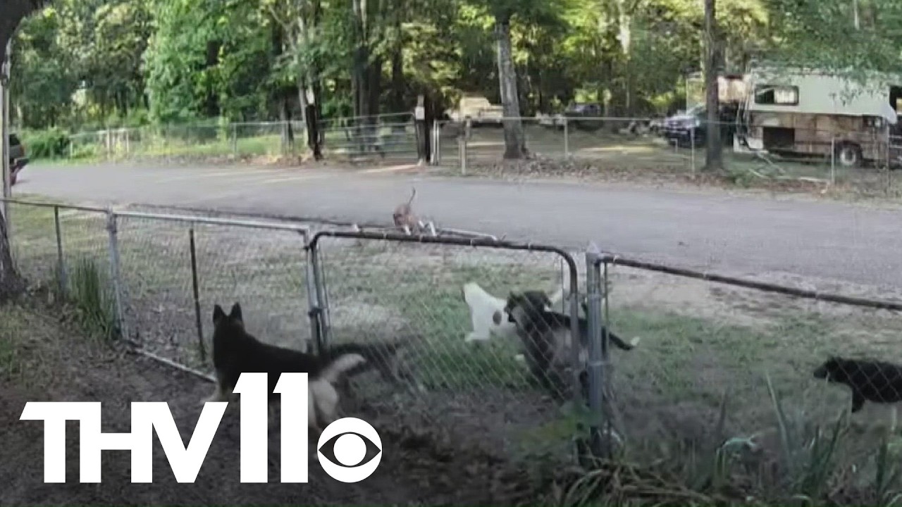 Fears of dog attack revived with sighting in Saline County