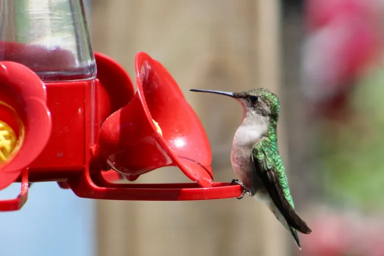 Hummingbirds are back on the move. When will they reach Tennessee?