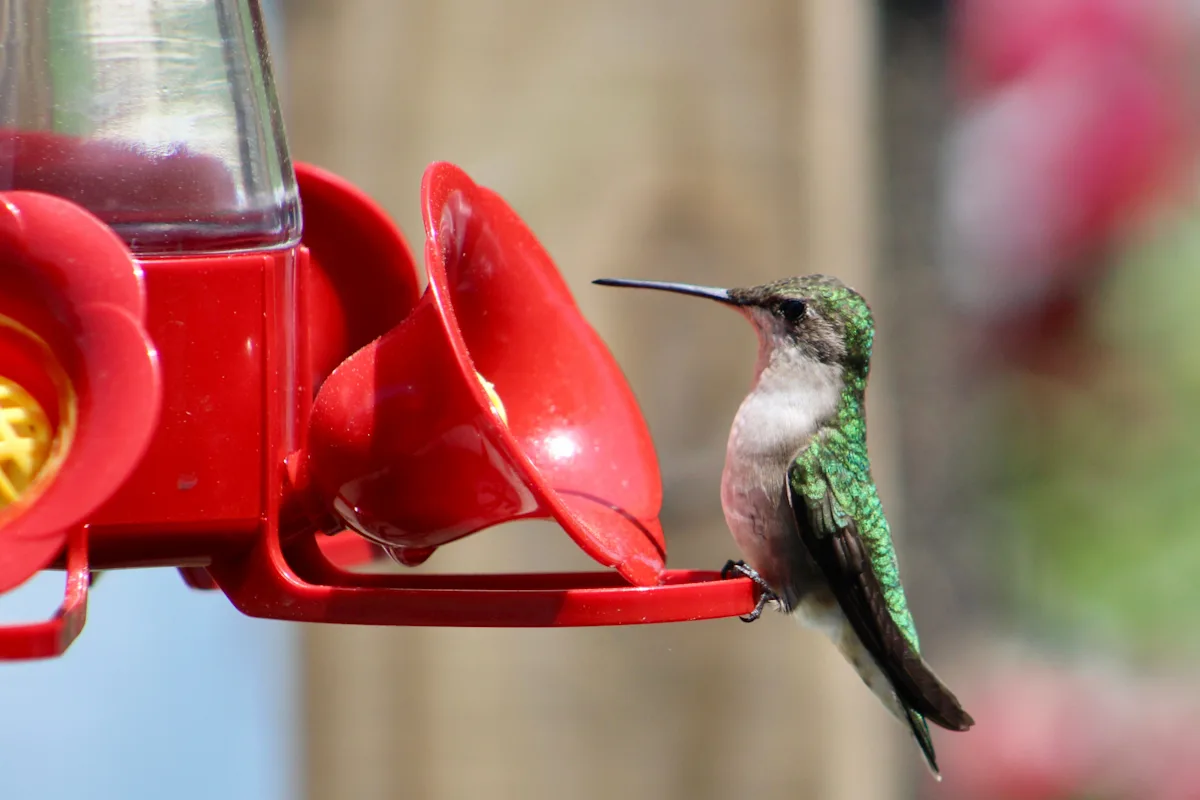 Hummingbirds are back on the move. When will they reach Tennessee?