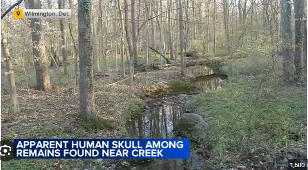 Possible Human Skull Found Along Creek in Wilmington Under Investigation