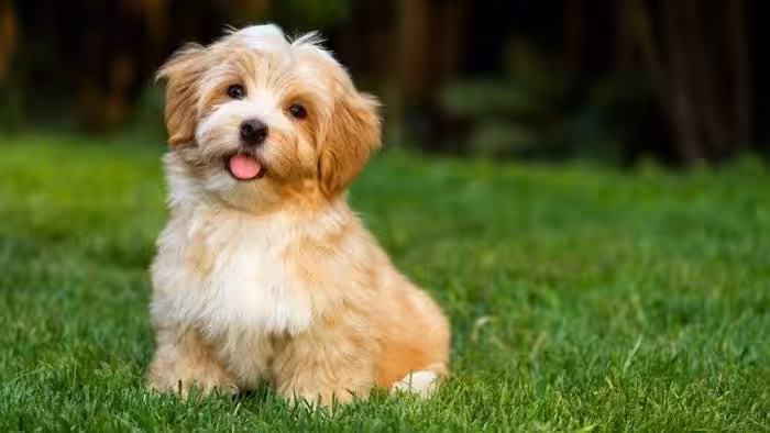 Most popular dog names in Arkansas, US found in study