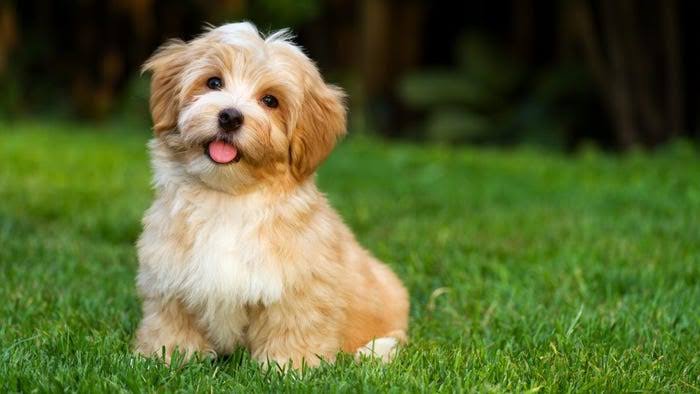 Most popular dog names in Arkansas, US found in study