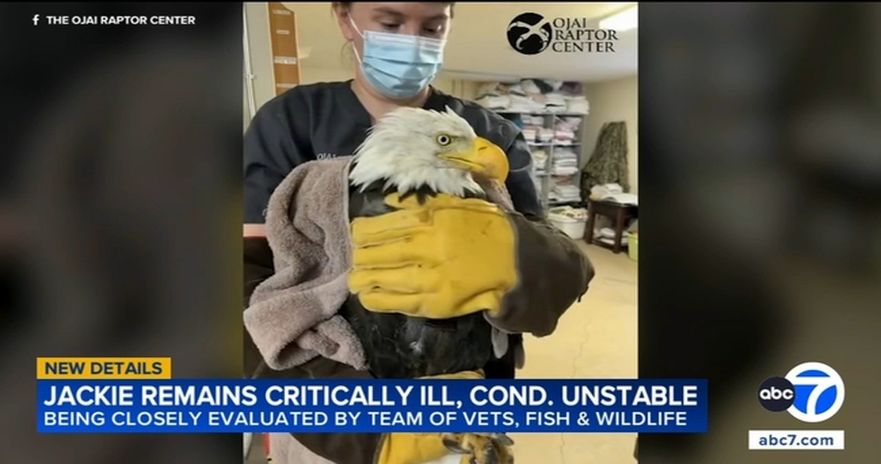 Beloved Big Bear eagle Jackie passes away following lengthy illness, wildlife officials report