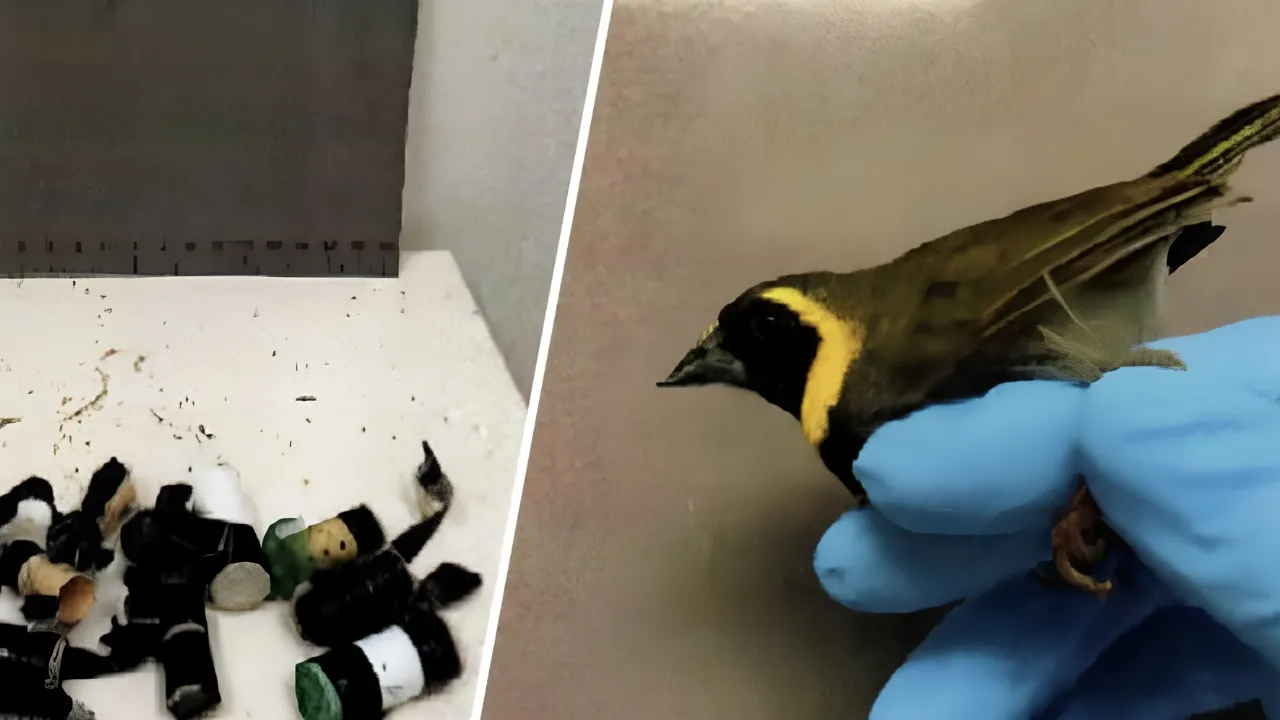 Miami Airport Catches Another Passenger Smuggling Live Birds, Hidden In Hair Rollers
